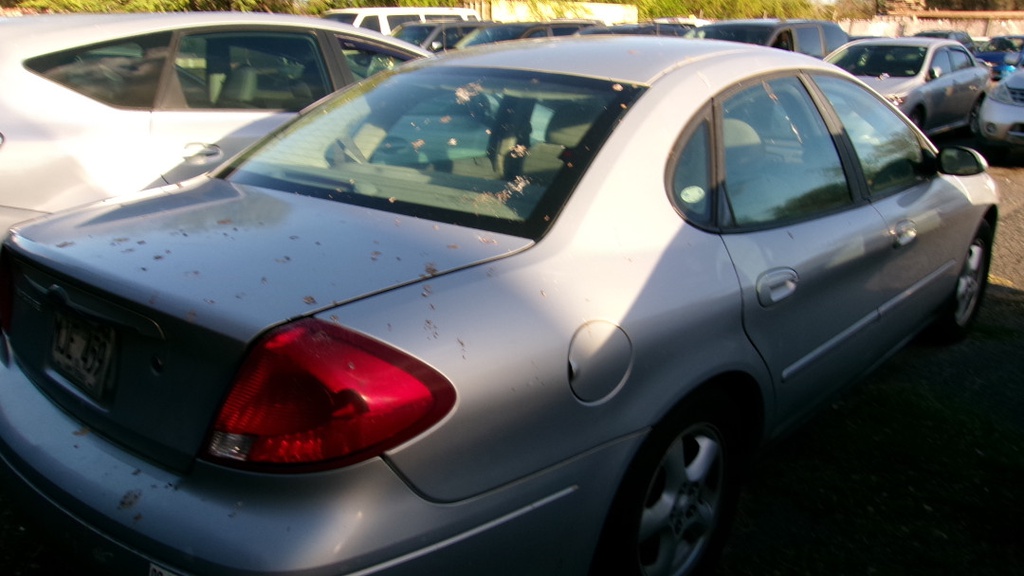 Pacific Auto Auction 2025.10.07.100_0053.JPG